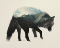 double-exposure-animal-photography-andreas-lie-1