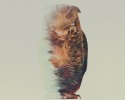 double-exposure-animal-photography-andreas-lie-10
