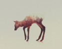 double-exposure-animal-photography-andreas-lie-12