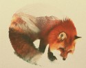 double-exposure-animal-photography-andreas-lie-3