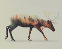 double-exposure-animal-photography-andreas-lie-4