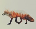 double-exposure-animal-photography-andreas-lie-7