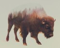 double-exposure-animal-photography-andreas-lie-9