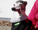 zappa-the-sid-looking-dog-13