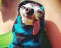 zappa-the-sid-looking-dog-9