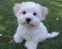 13-cute-puppies-that-will-steal-your-heart-1