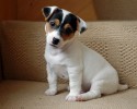 13-cute-puppies-that-will-steal-your-heart-11