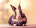 baby-bunny-growing-up-process-1