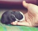 baby-bunny-growing-up-process-10
