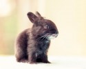 baby-bunny-growing-up-process-5