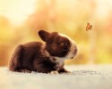 baby-bunny-growing-up-process-6