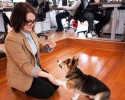 bring-your-puppy-to-work-0006