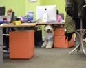 bring-your-puppy-to-work-0007