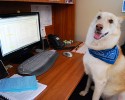 bring-your-puppy-to-work-0008