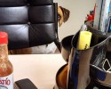 bring-your-puppy-to-work-0013