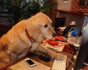 bring-your-puppy-to-work-0014