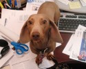bring-your-puppy-to-work-0026