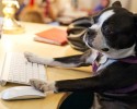 bring-your-puppy-to-work-0027