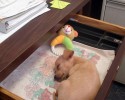 bring-your-puppy-to-work-0031
