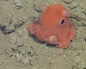 cutest-octopus-adorabilis-opisthoteuthis-0001
