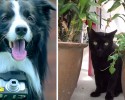 phodograper-dog-takes-photos-heart-rate-monitor-15