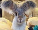 wally-bunny-with-world-largest-ears-10