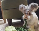 wally-bunny-with-world-largest-ears-2
