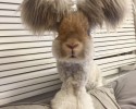 wally-bunny-with-world-largest-ears-6