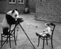 animal-photographers-10