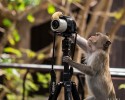 animal-photographers-12