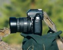 animal-photographers-13
