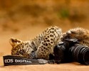 animal-photographers-14