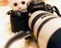animal-photographers-15
