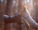 animal-photographers-18