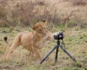 animal-photographers-19