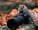 animal-photographers-20
