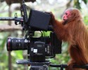 animal-photographers-21