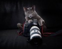 animal-photographers-25