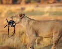 animal-photographers-27