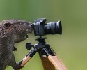 animal-photographers-28