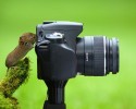 animal-photographers-3