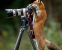 animal-photographers-8