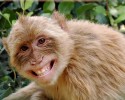 animals-with-a-smile-8