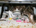 cats-with-hoarding-problems-10