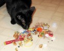 cats-with-hoarding-problems-11
