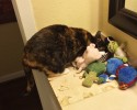cats-with-hoarding-problems-12