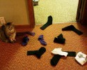 cats-with-hoarding-problems-13