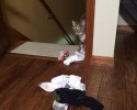 cats-with-hoarding-problems-14
