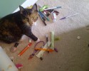 cats-with-hoarding-problems-20