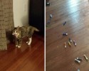 cats-with-hoarding-problems-22